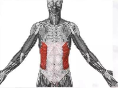 马甲线和人鱼线的区别，女生练人鱼线要慎重 减肚子 第5张