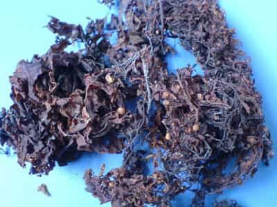 夏季减肥排毒餐排行榜，教你快速瘦身不二法宝 减肥 第2张