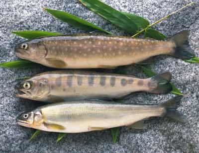 减肥瘦身食品有哪些，八大消脂食物帮你甩脂 减肥 第1张