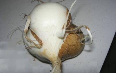 凉薯热量高吗，吃凉薯会胖吗 饮食减肥 第3张