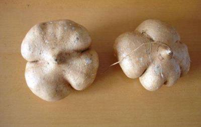 凉薯热量高吗，吃凉薯会胖吗 饮食减肥 第4张