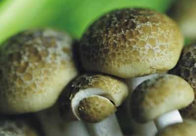 夏季超有效一周减肥食谱七天瘦10斤 减肥食谱 第1张-瘦瘦减肥网 夏季超有效一周减肥食谱七天瘦10斤 减肥食谱 第1张