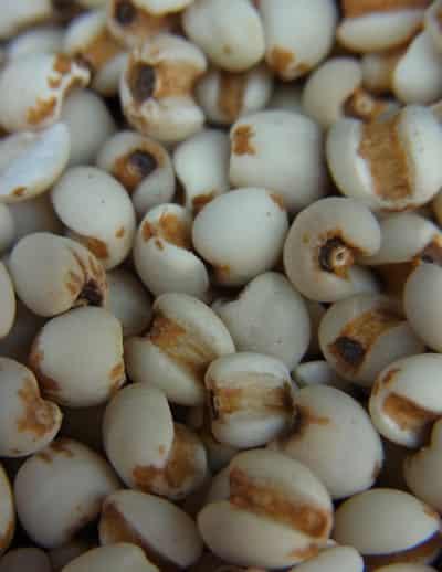 郑多燕强荐八款减肥食谱，减肥食品薏米做法大解析 减肥食谱 第5张