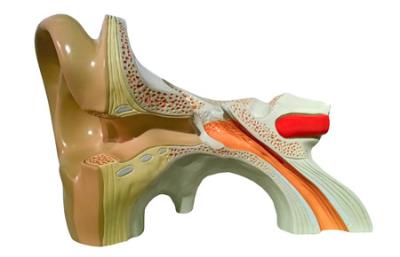著名助产师教你超有效丰胸按摩手法(图) 丰胸 第4张-瘦瘦减肥网 著名助产师教你超有效丰胸按摩手法(图) 丰胸 第4张