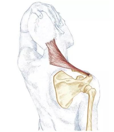 4个简单动作,帮你缓解颈部结节 局部减肥 第6张-瘦瘦减肥网 4个简单动作,帮你缓解颈部结节 局部减肥 第6张