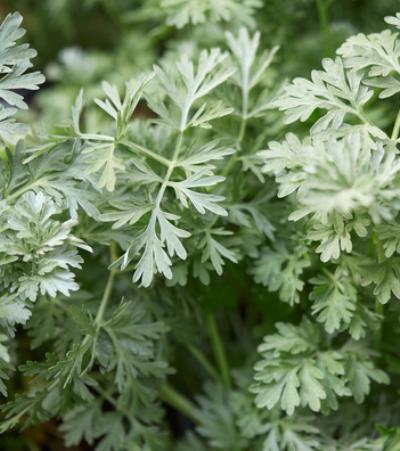 梨子减肥方法 半月强效瘦7斤 减肥 第3张